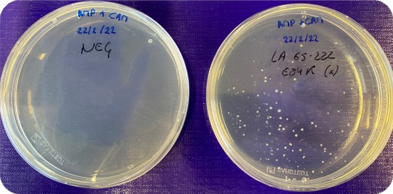 Gene to protein