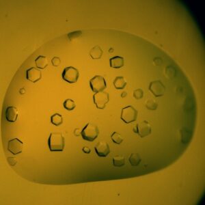 Protein crystal